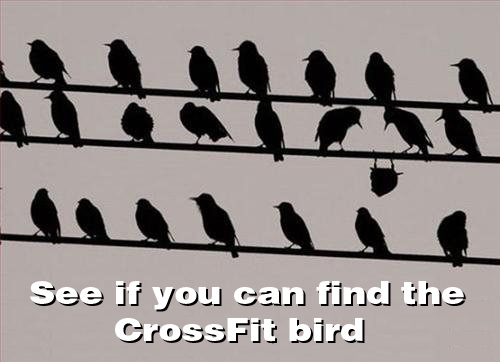 funny_crossfit_bird