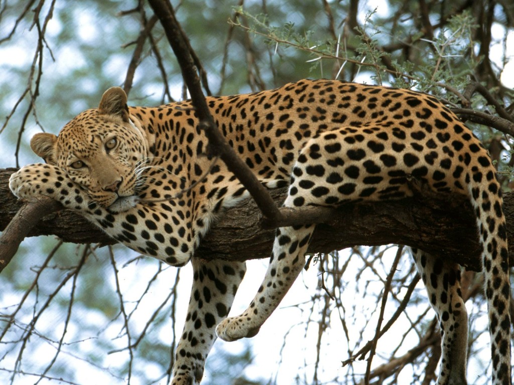 leopard-in-a-tree