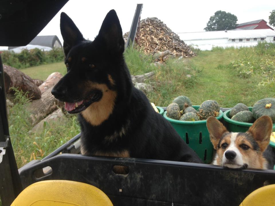 A couple of the helpers on Rineer Family Farm!